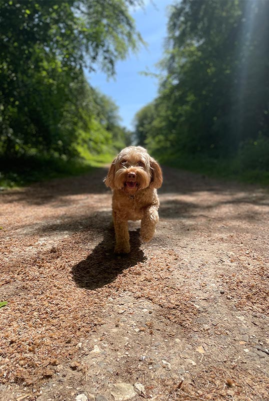 Rose's dog